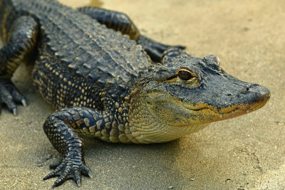 FL - Alligator 3.jpg