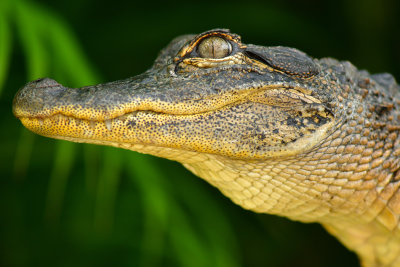 FL - Alligator 4.jpg