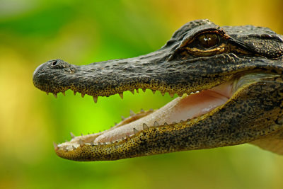 FL - Alligator 5.jpg