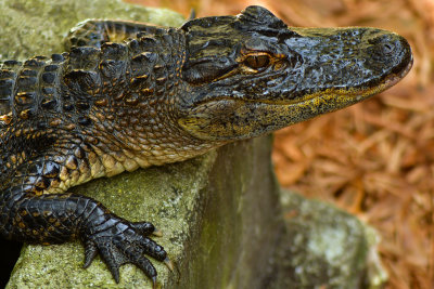 FL - Alligator 6.jpg