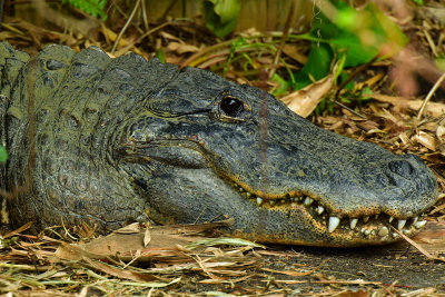 FL - Alligator 7.jpg