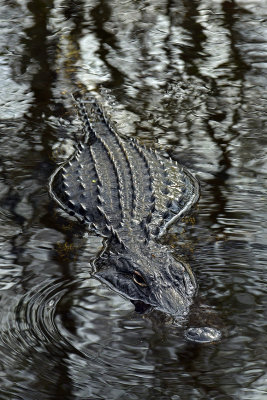 FL - Alligator 9.jpg