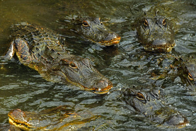 FL - Alligators 1.jpg