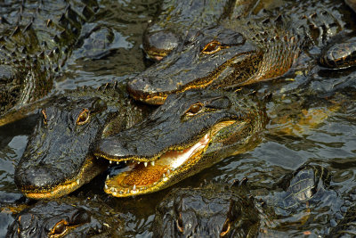 FL - Alligators 2.jpg