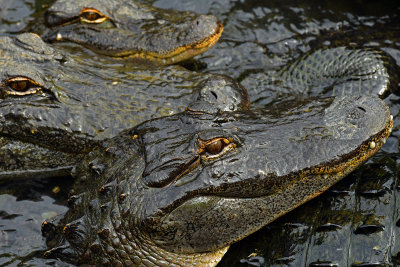 FL - Alligators 3.jpg