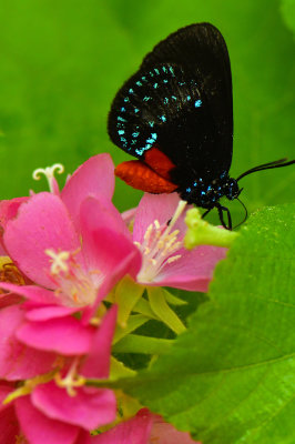 FL - Atala Butterfly.jpg