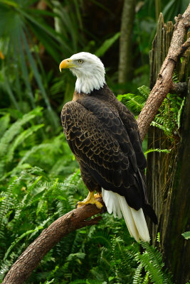 FL - Bald Eagle 1.jpg