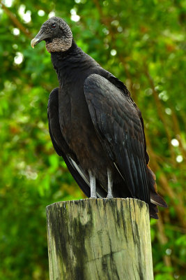 FL - Black Vulture 1.jpg