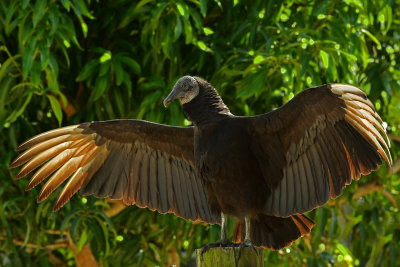 FL - Black Vulture 2.jpg