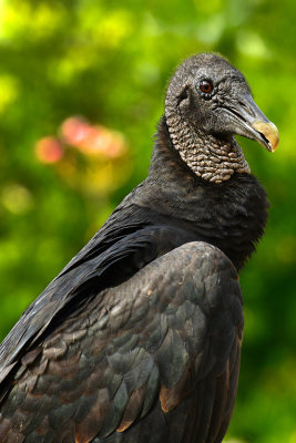 FL - Black Vulture 3.jpg