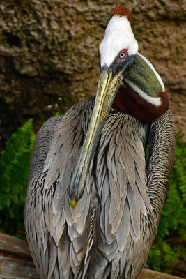 FL - Brown Pelican 2.jpg