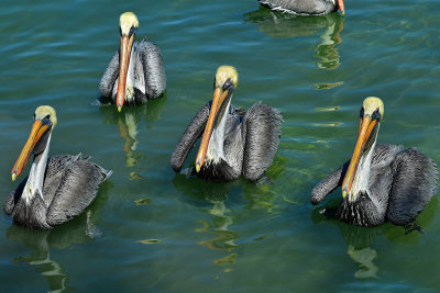 FL - Brown Pelicans 1.jpg