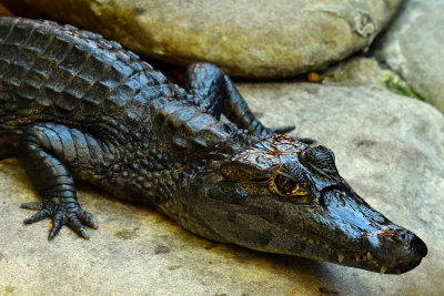 FL - Crocodile 1.jpg
