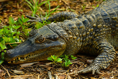 FL - Crocodile 2.jpg