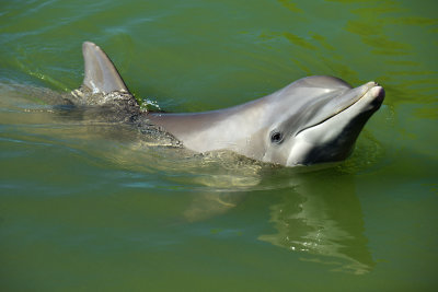 FL - Dolphin 3.jpg