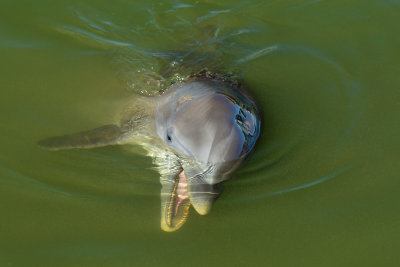 FL - Dolphin 5.jpg