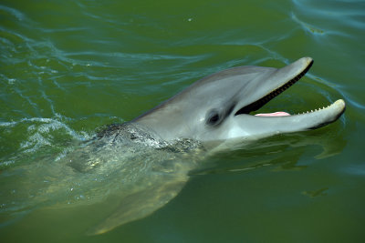 FL - Dolphin 7.jpg
