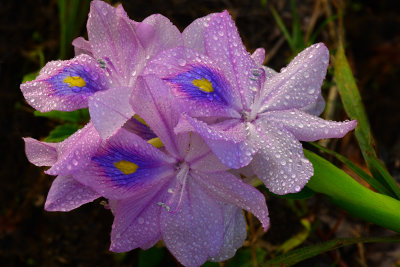 FL - Everglades NP rain-drop Flowers 1.jpg