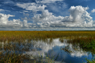 FL - Everglades NP Swamp 1.jpg