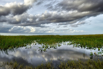 FL - Everglades NP Swamp 2.jpg