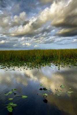FL - Everglades NP Swamp 3.jpg