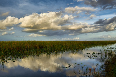 FL - Everglades NP Swamp 4.jpg