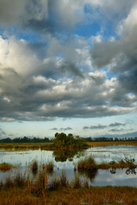 FL - Everglades NP Swamp 5.jpg