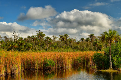 FL - Everglades NP Swamp 6.jpg