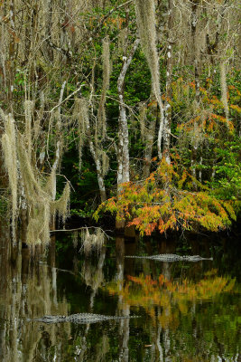 FL - Everglades NP Swamp 7.jpg