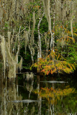 FL - Everglades NP Swamp 7.jpg