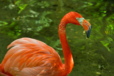 FL - Flamingo 1.jpg