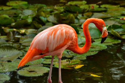 FL - Flamingo 2.jpg