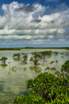 FL - Florida Keys Mangrove Swamp 1.jpg