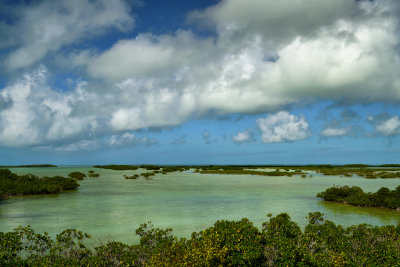 FL - Florida Keys Mangrove Swamp 2.jpg