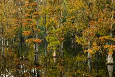 FL - Hillsborough River Spanish Moss 1.jpg