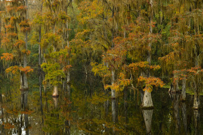 FL - Hillsborough River Spanish Moss 3.jpg