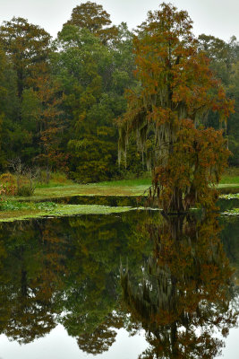 FL - Hillsborough River Spanish Moss 4.jpg