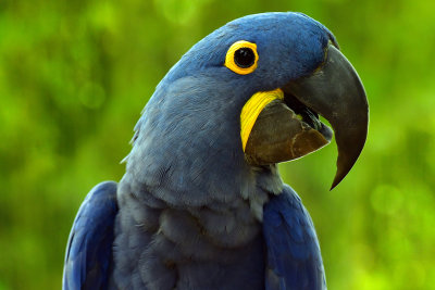 FL - Hyacinth Macaw.jpg