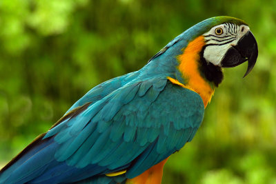 FL - Macaw.jpg