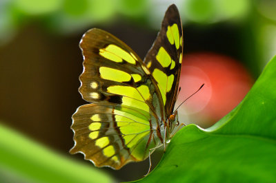 FL - Malachite Butterfly.jpg