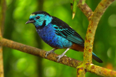 FL - Opal Rumped Tanager.jpg