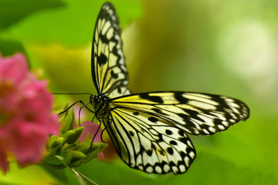 FL - Paper Kite Butterfly 1.jpg