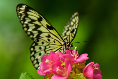 FL - Paper Kite Butterfly 2.jpg