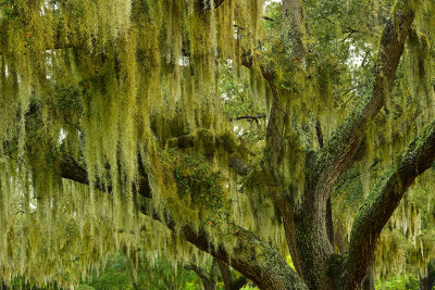 FL - Rowlett Park Spanish Moss Oaks 1.jpg