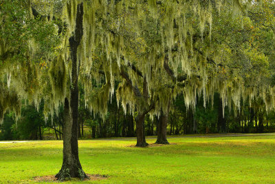 FL - Rowlett Park Spanish Moss Oaks 2.jpg