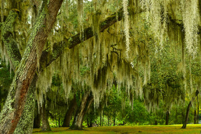 FL - Rowlett Park Spanish Moss Oaks 5.jpg