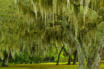 FL - Rowlett Park Spanish Moss Oaks 6.jpg