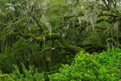 FL - Rowlett Park Spanish Moss Oaks 9.jpg