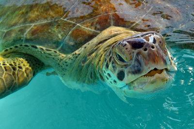 FL - Sea Turtle 1.jpg