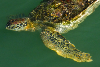 FL - Sea Turtle 2.jpg